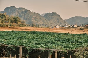 Phong cảnh đồng quê Sơn La