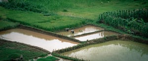 Cấy lúa