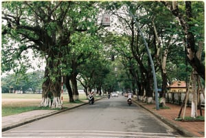 Con đường rợp bóng cây