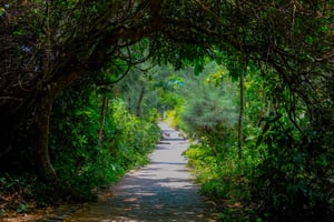 Jungle Road to Đại Lãnh Light House