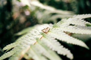 Rings on a leaf