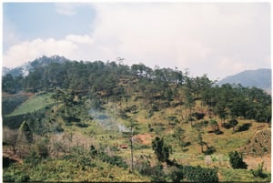 Đồi thông ở Đà Lạt