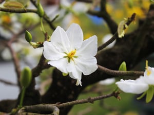 Một đóa bạch mai