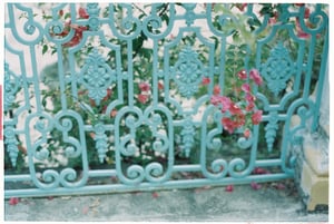 Hoa giấy bên hàng rào cũ