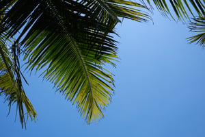 Coconut Leaves