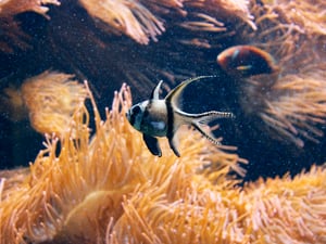 Cá hồng y Banggai (Pterapogon kauderni)