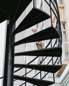 Cat On Circular Stairs