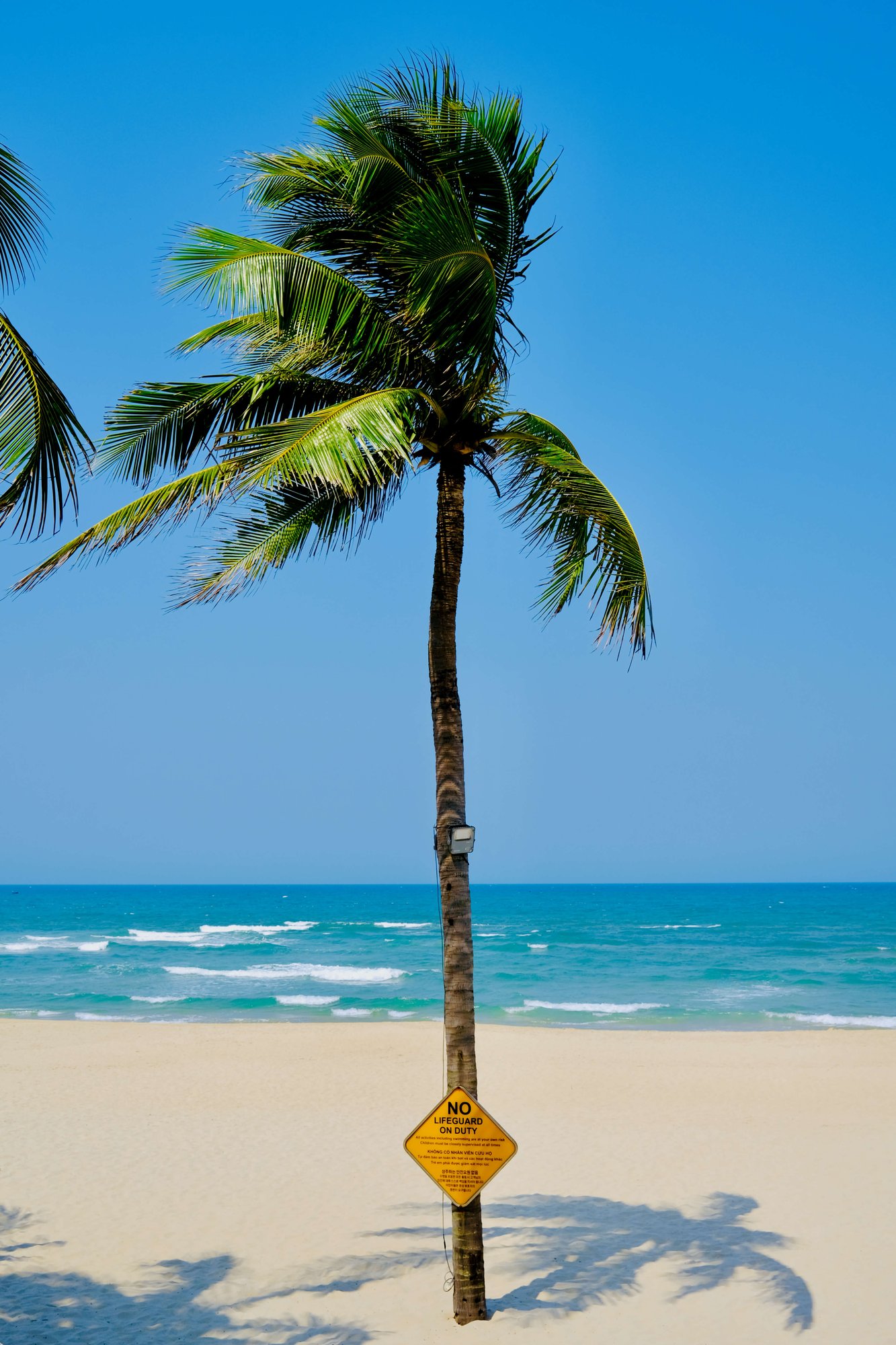 Cây dừa trên bãi biển