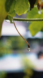 Giọt nước mưa đọng trên một nhánh lá