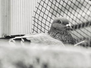 A rock dove / Một chú chim bồ câu