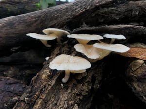 Nấm trắng mọc trên thân cây gỗ mục