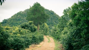 Một con đường mòn
