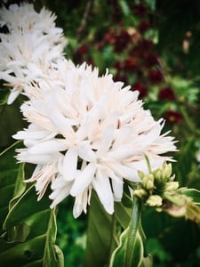 Coffee Flowers