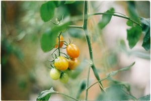 A bunch of cherry tomatoes
