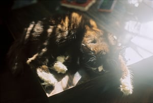 A Tuxedo cat sleeps soundly in the golden sunlight