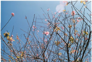 Spring cherry blossom wallpaper