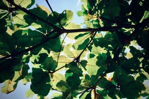 Under tree canopy