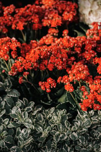 Red Flowers