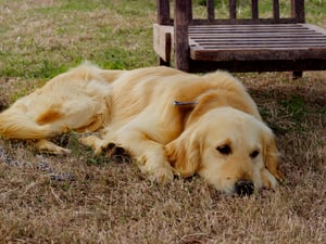 Golden Retriever Dog Laying Down