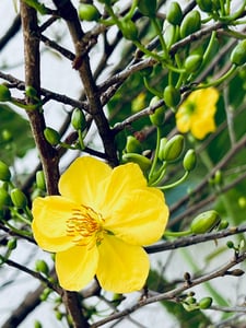 Hoa mai mùa xuân
