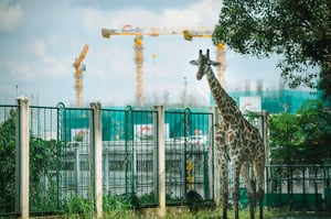 Hưu cao cổ trong sở thú và những chiếc cần cẩu xa xa