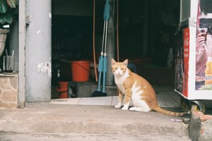 Mèo vàng