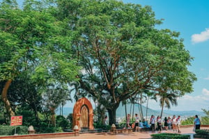 Cây đa tại Tháp Nhạn, Phú Yên