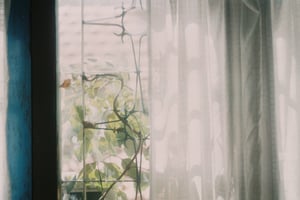 Cozy room window with white tulle curtain and green plant climbing outside
