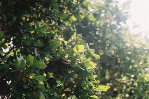 Green leaves wallpaper