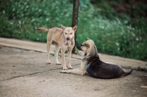 A couple of dogs