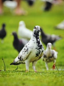 Rock Dove Pigeon / Chim bồ câu
