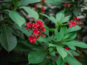 Peregrina Flower
