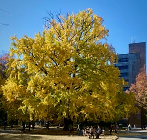 Cây rẻ quạt trong khuông viên Đại học Tokyo (Todai)