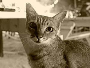 A cat