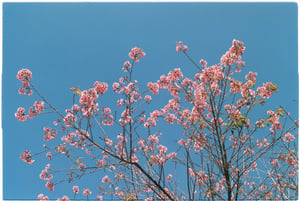 Spring cherry blossom wallpaper