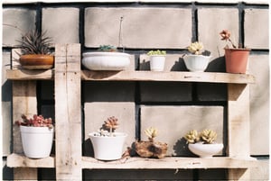 Những chậu sen đá bên tường nhà