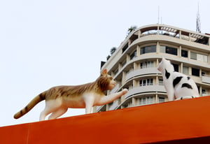 Mèo gọi mèo
