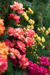 Colorful Decoration Flowers
