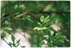 Close up of fresh green leaves with water droplets after rain
