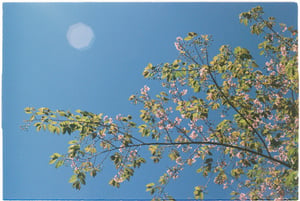 Spring blossom under blue sky wallpapper