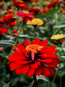 A flower
