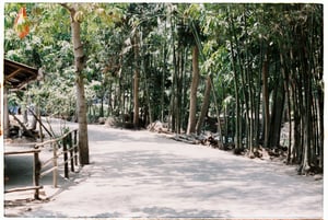 Con đường bê tông ở vùng quê miền Tây Nam Bộ