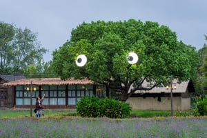 The looking tree in Wuzhen