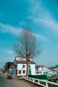 Lonely tree in Dalat