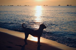 A dog on the beach