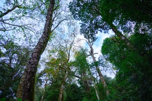 Rừng nguyên sinh