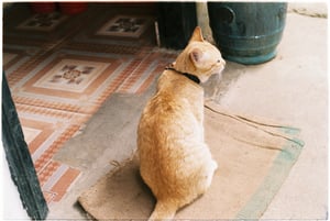 Chú mèo cam