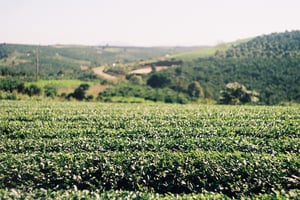 Scenic green tea fields on rolling hills with soft sunlight