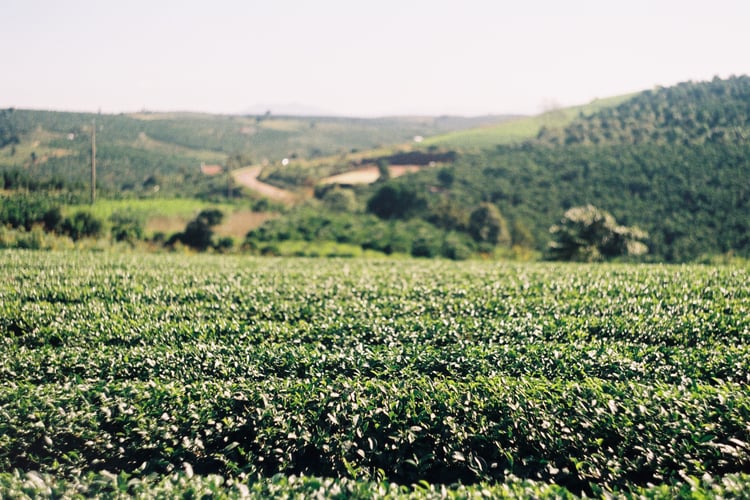 Scenic green tea fields on rolling hills with soft sunlight