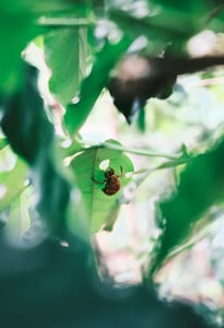 Xác ve sầu bám trên lá